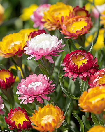 Eternellfrön Tom Thumb (Helichrysum bracteatum) – ettårig blomma