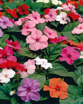 Busy Lizzie-frön Impatiens Walleriana Baby Mixed ettårig blomma