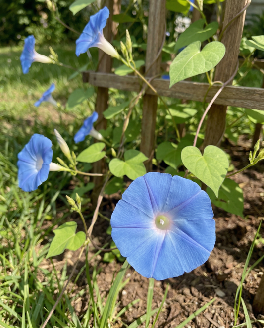 Klätterväxt Clarks Blue (Ipomoea tricolor) – frön till ettårig klätterväxt från SeedsChoice