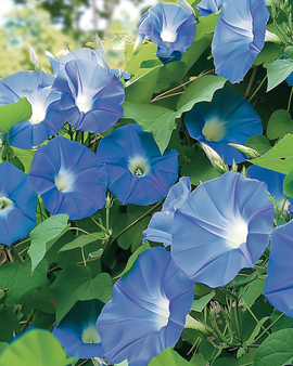 Klätterväxtfrön Clarks Blue Ipomoea tricolor – ettårig blomma