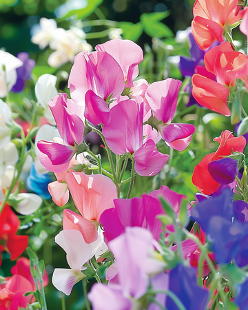 Luktärt Colorama Mix-frön (Lathyrus odoratus) – ettårig blomma