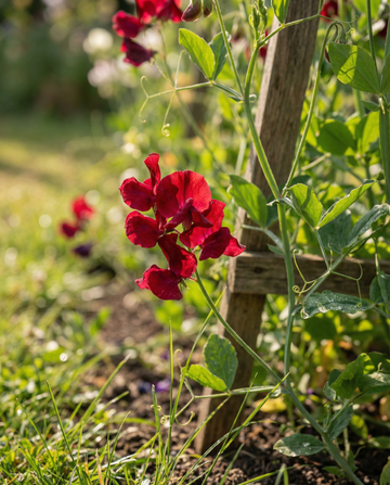 Luktärt Royal Family Red Climber (Lathyrus odoratus) – frön till ettårig klätterväxt från SeedsChoice