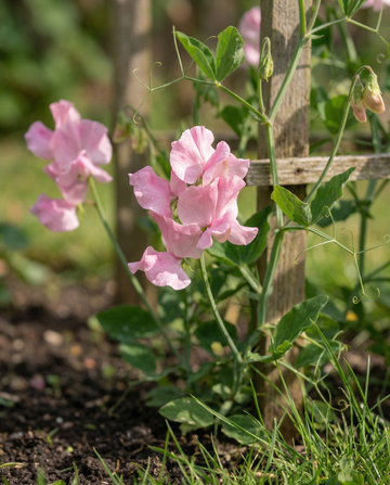 Luktärt Royal Family Pink (Lathyrus odoratus) – frön för ettårig blomma från SeedsChoice