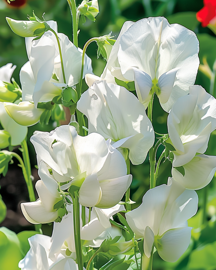 Luktärt Royal Family White frön (Lathyrus odoratus) – ettårig blomma
