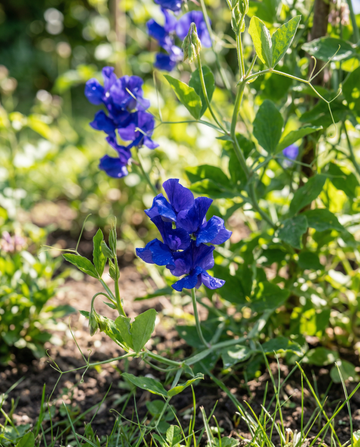 Luktärt Royal Family Blue (Lathyrus odoratus) – frön för ettårig blomma från SeedsChoice