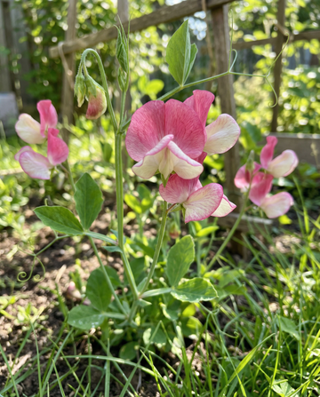 Luktärt Painted Lady klätterväxt (Lathyrus odoratus) – frön för ettårig klätterväxt från SeedsChoice