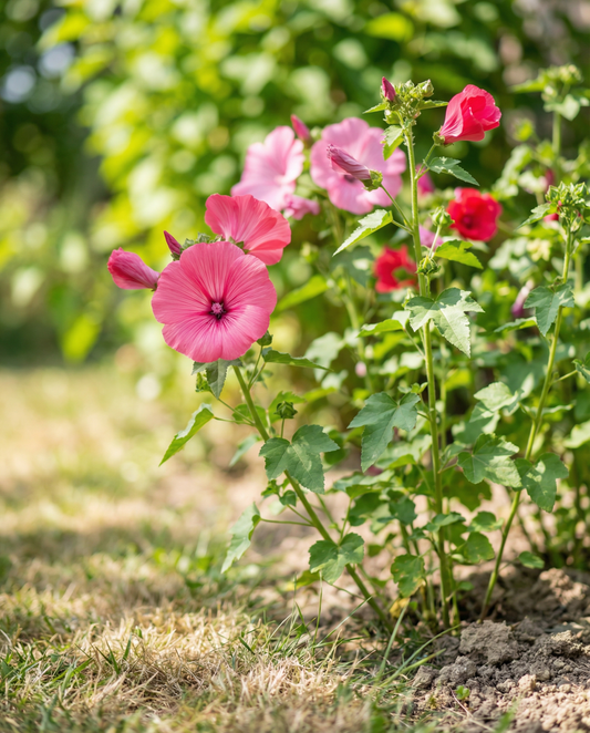 Malva Pink Red Mix (Lavatera trimestris) – ettåriga blomsterfrön från SeedsChoice