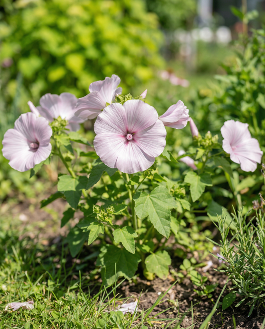 Malva Silver Cup (Lavatera trimestris) – ettåriga blomsterfrön från SeedsChoice