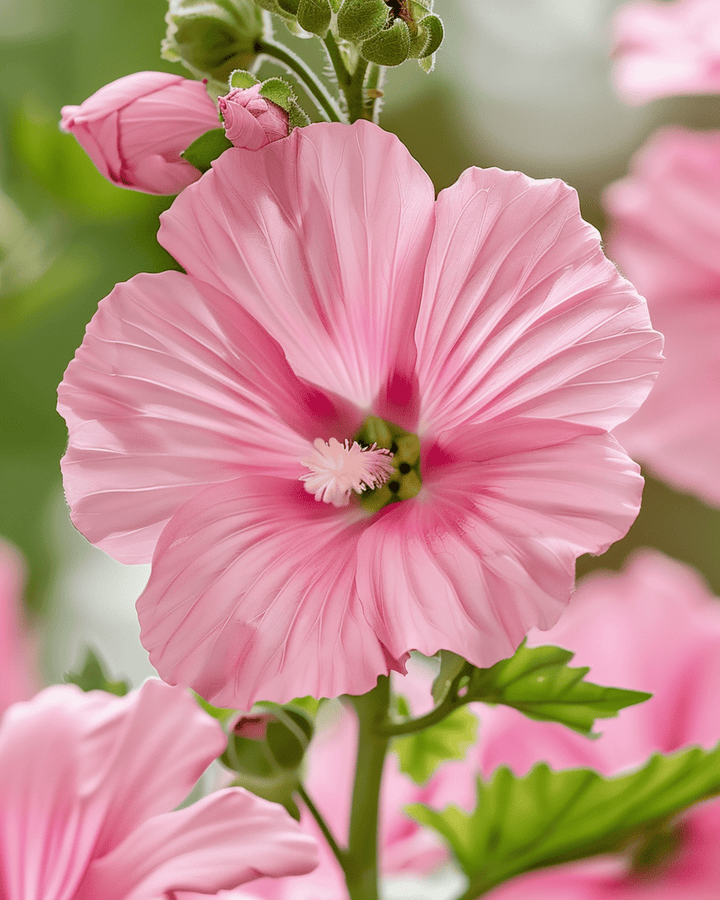 Malvafrön Silver Cup (Lavatera trimestris) – ettårig blomma