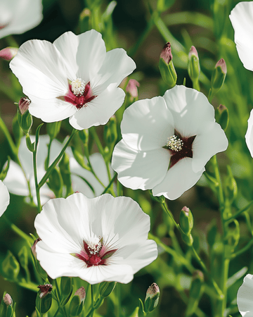 Linfrön Bright Eyes (Linum grandiflorum) – ettårig blomma
