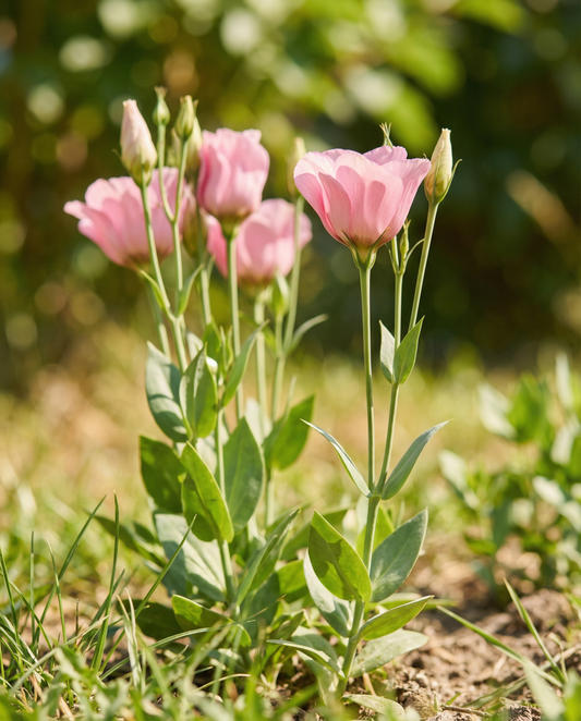 Lisianthus Pink Single (Eustoma russellianum) – ettåriga blomsterfrön från SeedsChoice