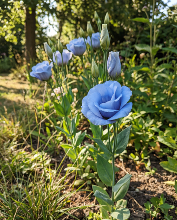 Lisianthus Sky Blue (Eustoma grandiflorum) – ettåriga blomsterfrön från SeedsChoice