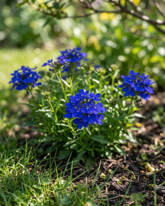 Crystal Palace (Lobelia erinus) – ettåriga blomsterfrön från SeedsChoice