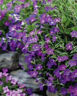 Hänglobelia frön Lobelia Erinus ettårig Sapphire