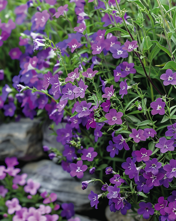 Trailing Sapphire frön (Lobelia erinus) – ettårig