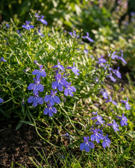 Trailing Sapphire (Lobelia erinus) – ettåriga frön från SeedsChoice
