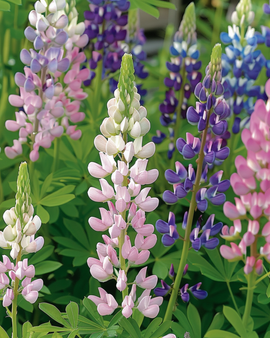 Lupin Pixie Delight frön Lupinus Nanus Ettårig Blandad