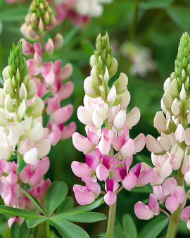 Lupinfrön Pink Fairy Lupinus Elegans ettåriga blommor