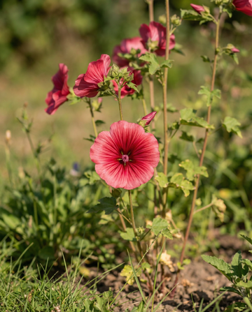 Red Queen (Malope trifida) – ettåriga blomsterfrön från SeedsChoice