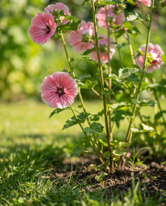 Blandade färger Grandiflora (Malope trifida) – frön för ettårig blandning från SeedsChoice