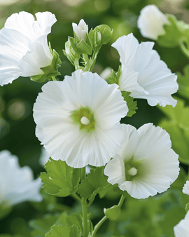 Malope White Queen frön Malope trifida ettårig blomma
