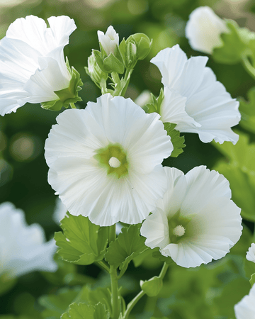 White Queen-frön (Malope trifida) – ettårig blomma