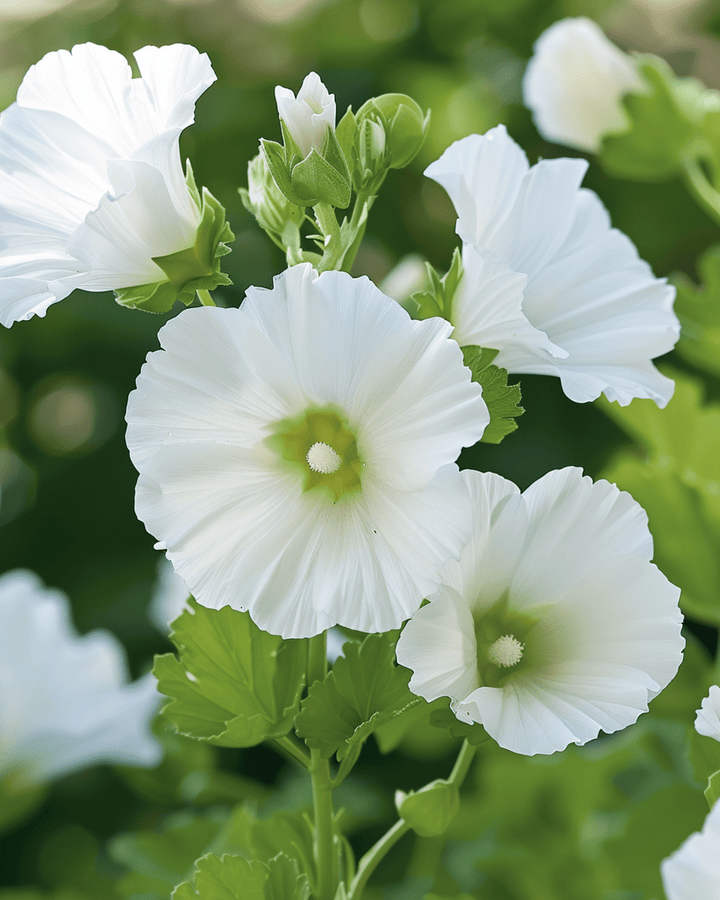White Queen-frön (Malope trifida) – ettårig blomma