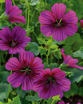 Malope Purple Queen frön Malope Trifida ettårig