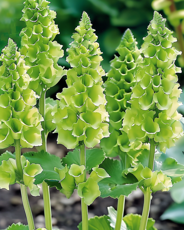 Molucella Irish Bells Cut-frön (Moluccella laevis) – blomma