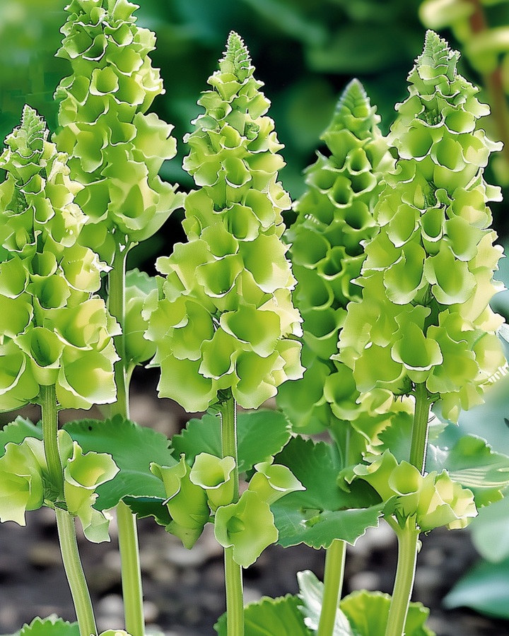 Molucella Irish Bells Cut-frön (Moluccella laevis) – blomma