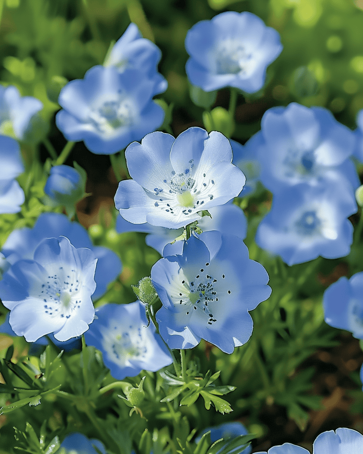 Baby Blue Eyes Sky-frön (Nemophila menziesii) – ettårig