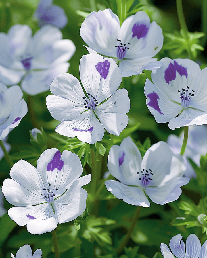 Baby Blue Eyes-frön (Nemophila maculata) – ettårig blomma