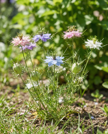 Love In The Mist Persian Jewels (Nigella damascena) – frön för ettårig blandning från SeedsChoice