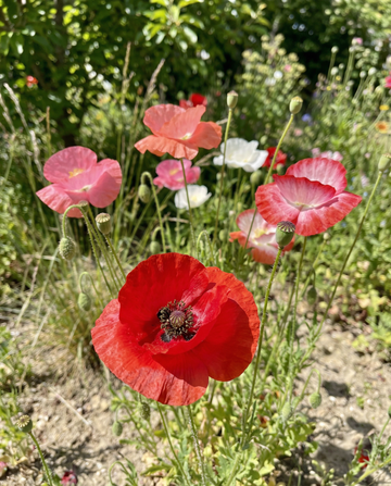 Vallmo Mixed (Papaver rhoeas) – ettåriga blomsterfrön från SeedsChoice
