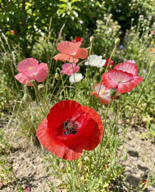 Vallmo Mixed (Papaver rhoeas) – ettåriga blomsterfrön från SeedsChoice
