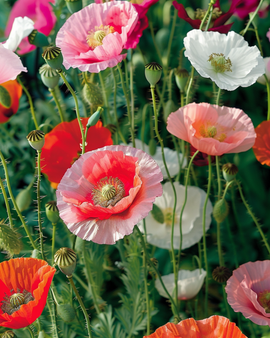 Vallmo Mixed frön Papaver rhoeas ettårig