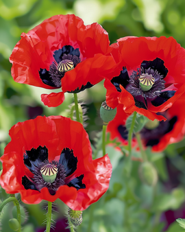 Vallmo Lady Bird frön Papaver commutatum ettårig blomma