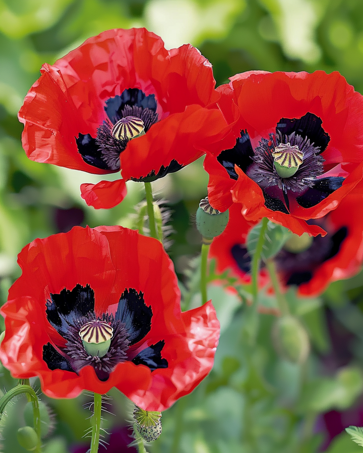 Vallmo Lady Bird frön (Papaver commutatum) – ettårig blomma