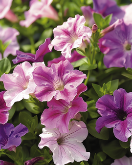 Petunia Dwarf Mixed frön Petunia Hybrida ettårig
