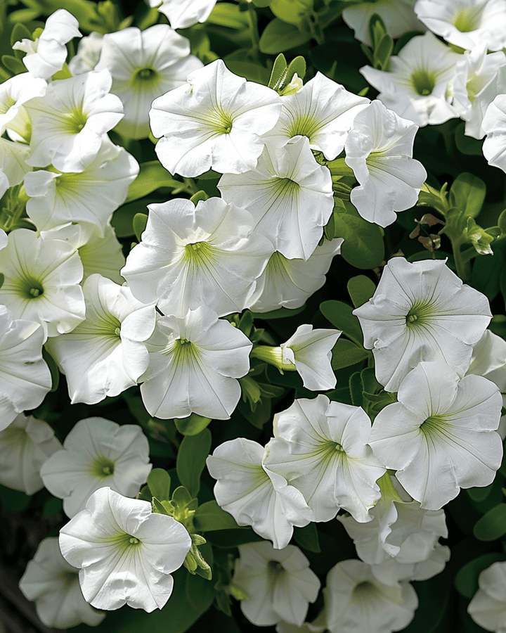 Hängande vit Ramblin frön (Petunia hybrida) – ettårig