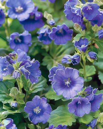 California Bluebell-frön (Phacelia campanularia) – ettårig blomma