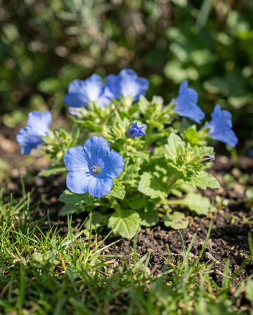Californisk klocka (Phacelia campanularia) – frön till ettårig blomma från SeedsChoice