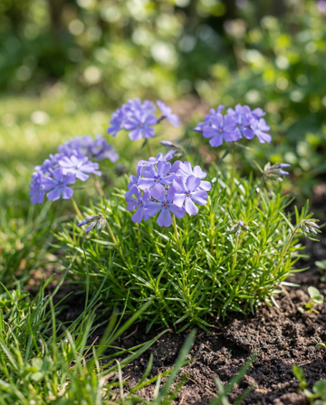 Blue Beauty (Phlox nana) – ettåriga blomsterfrön från SeedsChoice