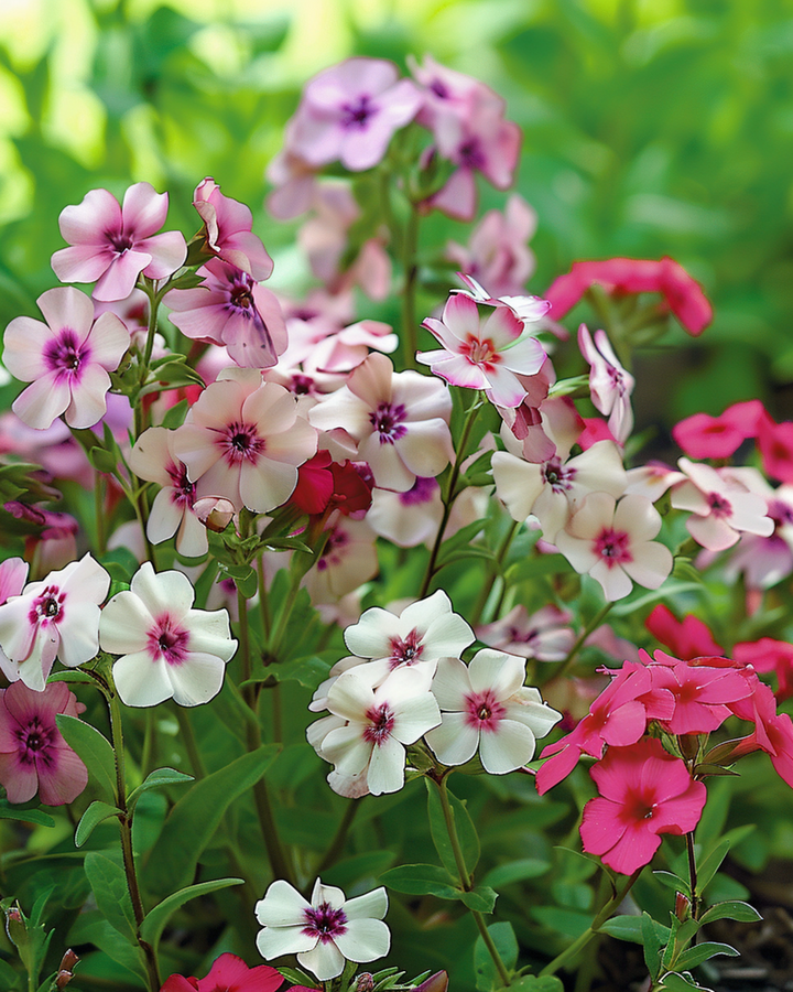 Cherry Caramel-frön (Phlox drummondii) – ettårig blomma