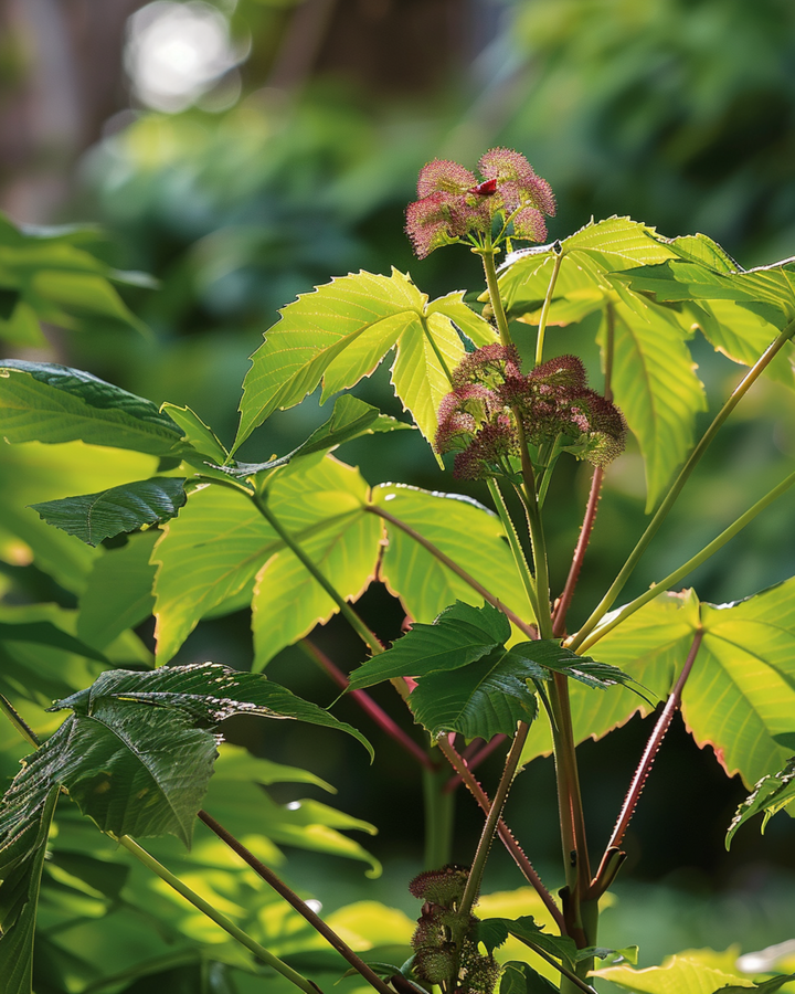 Wonderboom Fast Growing frön (Ricinus communis) – ettårig blomma