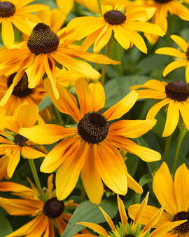Rudbeckia hirta Gloriosa Daisy – ettåriga blomfrön
