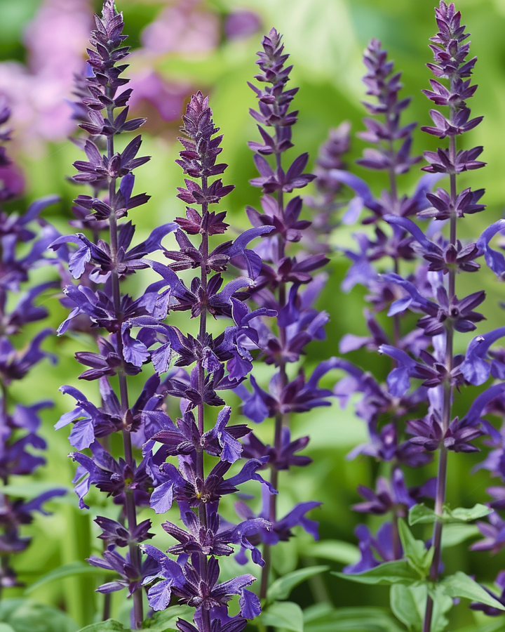 Stäppsalviafrön New Dimension Blue (Salvia nemorosa) – flerårig