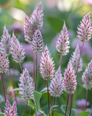 Lambs Tails Joey frön (Ptilotus exaltatus) – flerårig blomma
