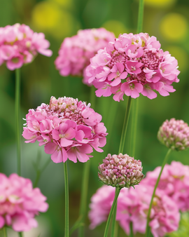 Scabiosafrön Salmon Queen Scabiosa Atropurpurea ettårig blomma