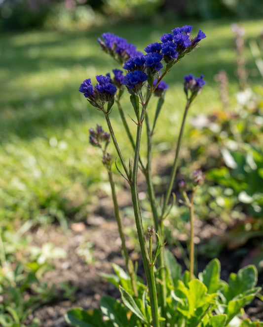 Strandlavendel Fortune Dark Blue (Limonium sinuatum) – ettåriga frön från SeedsChoice